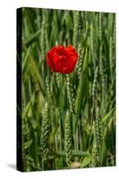 Poppies on Rügen-Mandy Stegen-Stretched Canvas