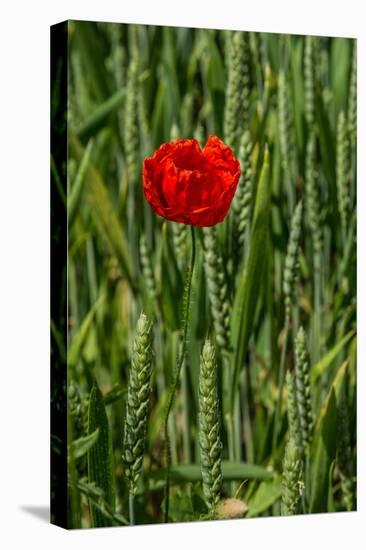 Poppies on Rügen-Mandy Stegen-Stretched Canvas