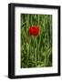 Poppies on Rügen-Mandy Stegen-Framed Photographic Print