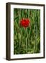 Poppies on Rügen-Mandy Stegen-Framed Photographic Print