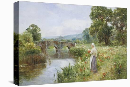 Poppies on the Riverbank-Ernest Walbourn-Stretched Canvas