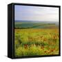 Poppies on the South Downs, Sussex, England-John Miller-Framed Stretched Canvas