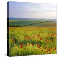 Poppies on the South Downs, Sussex, England-John Miller-Stretched Canvas