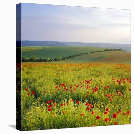 Poppies on the South Downs, Sussex, England-John Miller-Stretched Canvas