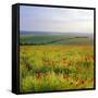 Poppies on the South Downs, Sussex, England-John Miller-Framed Stretched Canvas