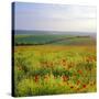 Poppies on the South Downs, Sussex, England-John Miller-Stretched Canvas