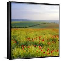 Poppies on the South Downs, Sussex, England-John Miller-Framed Photographic Print