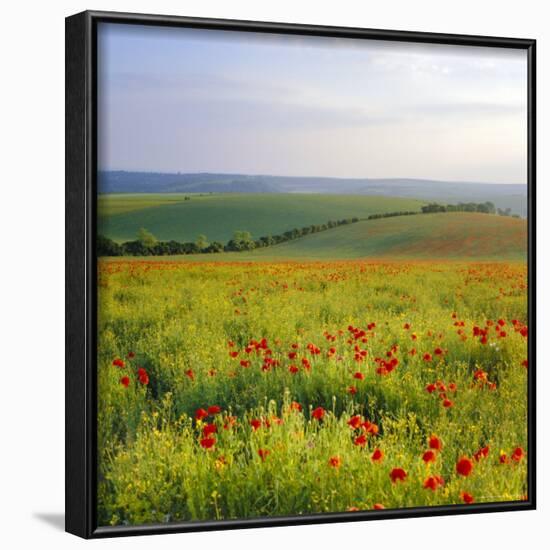 Poppies on the South Downs, Sussex, England-John Miller-Framed Photographic Print