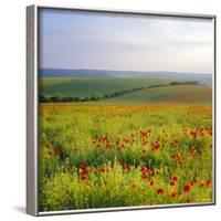 Poppies on the South Downs, Sussex, England-John Miller-Framed Photographic Print