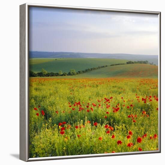 Poppies on the South Downs, Sussex, England-John Miller-Framed Photographic Print