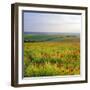 Poppies on the South Downs, Sussex, England-John Miller-Framed Photographic Print