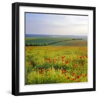 Poppies on the South Downs, Sussex, England-John Miller-Framed Photographic Print