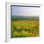 Poppies on the South Downs, Sussex, England-John Miller-Framed Photographic Print