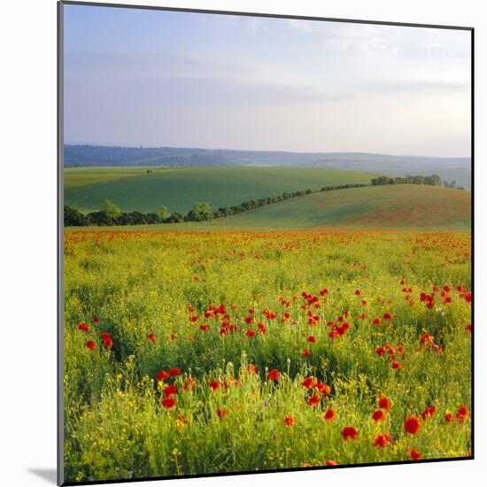 Poppies on the South Downs, Sussex, England-John Miller-Mounted Photographic Print