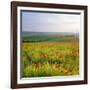 Poppies on the South Downs, Sussex, England-John Miller-Framed Photographic Print