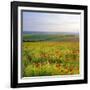 Poppies on the South Downs, Sussex, England-John Miller-Framed Photographic Print