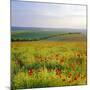 Poppies on the South Downs, Sussex, England-John Miller-Mounted Photographic Print