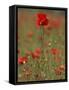 Poppies, Papaver Rhoeas, United Kingdom-Steve & Ann Toon-Framed Stretched Canvas