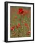 Poppies, Papaver Rhoeas, United Kingdom-Steve & Ann Toon-Framed Photographic Print