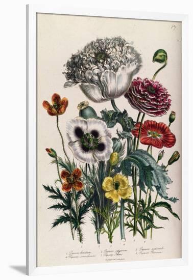 Poppies, Plate 4 from 'The Ladies' Flower Garden', Published 1842-Jane Loudon-Framed Giclee Print