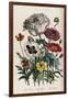 Poppies, Plate 4 from 'The Ladies' Flower Garden', Published 1842-Jane Loudon-Framed Giclee Print