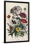 Poppies, Plate 4 from 'The Ladies' Flower Garden', Published 1842-Jane Loudon-Framed Giclee Print