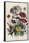 Poppies, Plate 4 from 'The Ladies' Flower Garden', Published 1842-Jane Loudon-Framed Stretched Canvas