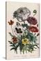 Poppies, Plate 4 from 'The Ladies' Flower Garden', Published 1842-Jane Loudon-Stretched Canvas