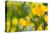 Poppies Poppy Flowers in California San Francisco Spring Garden-holbox-Stretched Canvas