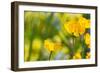 Poppies Poppy Flowers in California San Francisco Spring Garden-holbox-Framed Photographic Print