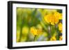 Poppies Poppy Flowers in California San Francisco Spring Garden-holbox-Framed Photographic Print