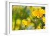 Poppies Poppy Flowers in California San Francisco Spring Garden-holbox-Framed Photographic Print