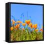 Poppies Poppy Flowers in Orange at California Spring Fields USA-holbox-Framed Stretched Canvas