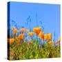 Poppies Poppy Flowers in Orange at California Spring Fields USA-holbox-Stretched Canvas