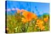 Poppies Poppy Flowers in Orange at California Spring Fields USA-holbox-Stretched Canvas