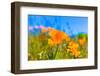 Poppies Poppy Flowers in Orange at California Spring Fields USA-holbox-Framed Photographic Print