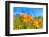 Poppies Poppy Flowers in Orange at California Spring Fields USA-holbox-Framed Photographic Print