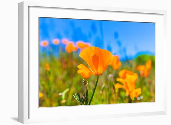 Poppies Poppy Flowers in Orange at California Spring Fields USA-holbox-Framed Photographic Print