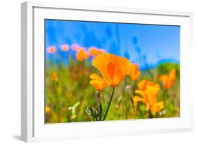 Poppies Poppy Flowers in Orange at California Spring Fields USA-holbox-Framed Photographic Print