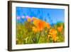Poppies Poppy Flowers in Orange at California Spring Fields USA-holbox-Framed Photographic Print