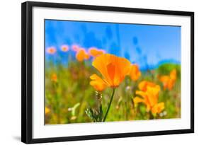 Poppies Poppy Flowers in Orange at California Spring Fields USA-holbox-Framed Photographic Print