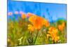Poppies Poppy Flowers in Orange at California Spring Fields USA-holbox-Mounted Photographic Print
