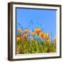 Poppies Poppy Flowers in Orange at California Spring Fields USA-holbox-Framed Photographic Print