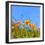 Poppies Poppy Flowers in Orange at California Spring Fields USA-holbox-Framed Photographic Print