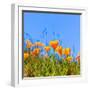 Poppies Poppy Flowers in Orange at California Spring Fields USA-holbox-Framed Photographic Print