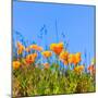 Poppies Poppy Flowers in Orange at California Spring Fields USA-holbox-Mounted Photographic Print