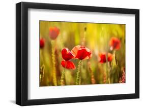 Poppies Poppy Red Flowers in Menorca Spring Fields Balearic Islands-holbox-Framed Photographic Print