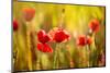 Poppies Poppy Red Flowers in Menorca Spring Fields Balearic Islands-holbox-Mounted Photographic Print