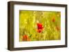 Poppies Poppy Red Flowers in Menorca Spring Fields Balearic Islands-holbox-Framed Photographic Print