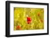 Poppies Poppy Red Flowers in Menorca Spring Fields Balearic Islands-holbox-Framed Photographic Print